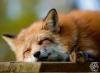 L'avatar di fox68